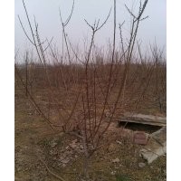 4-6公分紅梅，綠梅(60-80cm處嫁接,4-6分枝)