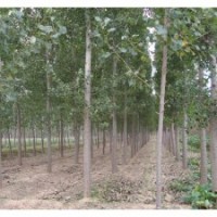 3-5公分毛白楊 速生楊 國內(nèi)優(yōu)質(zhì)毛白楊 速生楊