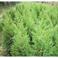 供應(yīng)塔柏、蜀檜、灑金柏、龍柏、地柏