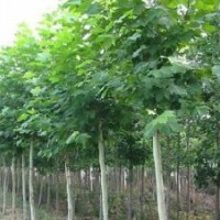 供應(yīng)15公分大規(guī)格毛白楊