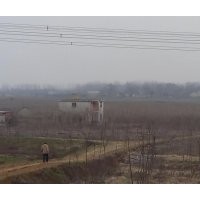 低價(jià)處理3公分意楊200萬(wàn)棵兩年苗欲購(gòu)從速自家苗圃，以上苗木全部