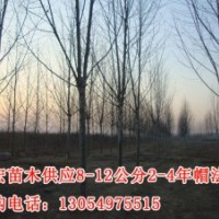 供應(yīng)山東濟(jì)寧12公分4.5米裸根定桿法桐價(jià)格