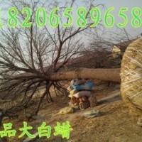 大白蠟，精品白蠟，景觀白蠟