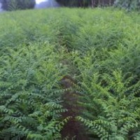 2014國槐國槐小苗