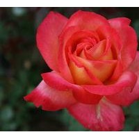 供應(yīng)小葉女貞、紅葉小檗、黃楊、月季、紅葉小檗