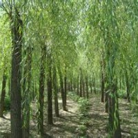 垂柳哪里多，垂柳價(jià)格，垂柳信息，賣垂柳
