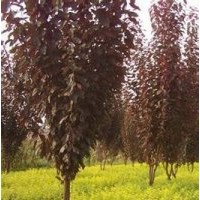 供應(yīng)：紅葉李、紫葉桃、紅楓、紅瑞木、紅葉小檗、金葉女貞、等等