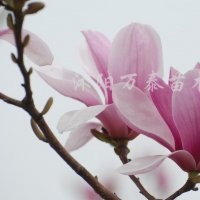 供應(yīng)廣（紅、白、紫、黃）玉蘭、大花月季、豐花月季