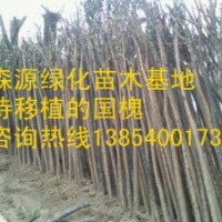 湖北7公分國槐價格8公分國槐價格-裸根截干國槐出售