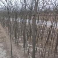 青皮椴青皮椴青皮椴