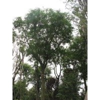 皂角 熟貨皂角苗木 四川皂角樹(shù) 成都萬(wàn)樹(shù)園林