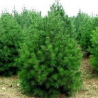 山西白皮松，油松，華山松，雪松供應(yīng)商