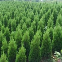大量出售規(guī)格側(cè)柏 山西白皮松 營(yíng)養(yǎng)杯油松 花椒苗 刺槐