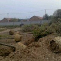 專供國槐5-50公分