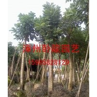 火焰木[20公分】袋苗