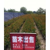 最后10天處理紅葉石楠高1.5米單干苗