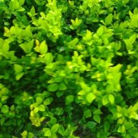 金森女貞小苗，金森女貞球，湖南金森女貞價格