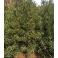 山西油松價格/油松市場