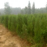 大量高度1.5米側(cè)柏容器苗 價格0.5元 保證質(zhì)量