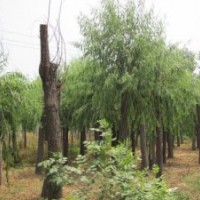 苗圃出售7公分8公分9公分國槐