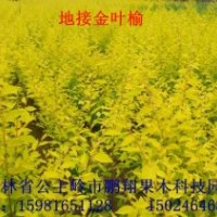 各種海棠苗，金葉榆，雞心果，矮化寒富，牡丹海棠，紅葉李