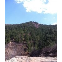 本人出售3米--8米不同規(guī)格油松苗木