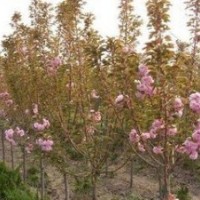 主營龍柏、黃楊、冬青、紅葉石楠、檜柏、櫻花、銀杏、紅葉李、紫