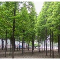 水杉樹(shù)價(jià)格報(bào)價(jià)分析