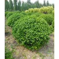 賣衛(wèi)矛、連翹球、北海道黃楊、紫葉龍狀碧桃規(guī)格齊全量大