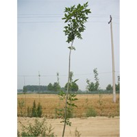 山東臻樟園林紅葉碧桃,金葉女貞,白蠟小苗