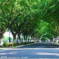 寧夏出售銀杏樹(shù)