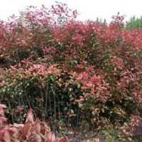 分枝高度1米單桿紅葉石楠