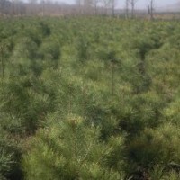 供應(yīng)1米油松