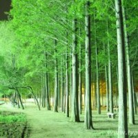 水杉、水杉價格、水杉苗、水杉樹苗