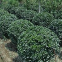 大葉黃楊球供應(yīng)商