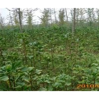 長期供應銀杏小苗