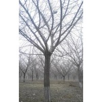 長期供應30公分銀杏嫁接樹