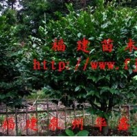 茶花、十八學(xué)士