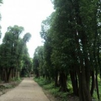 45公分香樟樹 55公分香樟樹價格 65公分稀少大香樟樹