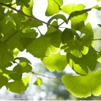 專供銀杏實(shí)生樹，嫁接樹