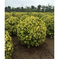 黃金榕供應(yīng) 規(guī)格齊全