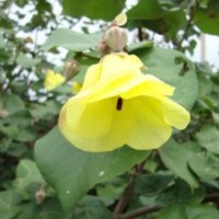 黃槿供應(yīng) 量大