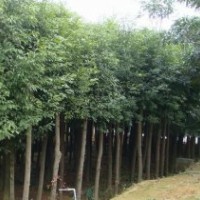 陰香供應(yīng) 靚貨