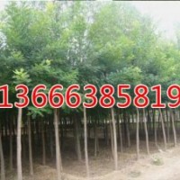 毛白楊/聊城毛白楊/山東毛白楊請咨詢冠縣毛白楊基地生態(tài)綠苗木