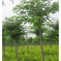 供應(yīng)1—30公分合歡、合歡樹、山合歡、裸根截干合歡