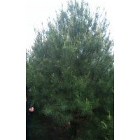 大量供應(yīng)白皮松、油松、雪松、華山松、河南檜柏