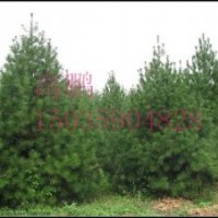 中信苗木大量供應(yīng)白皮松小苗