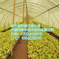 金葉復(fù)葉槭穴盤(pán)小苗20萬(wàn)