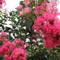 出售各種規(guī)格大紅花紫薇