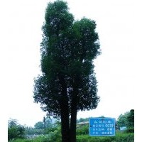 第0078號(hào)精品四桿香樟